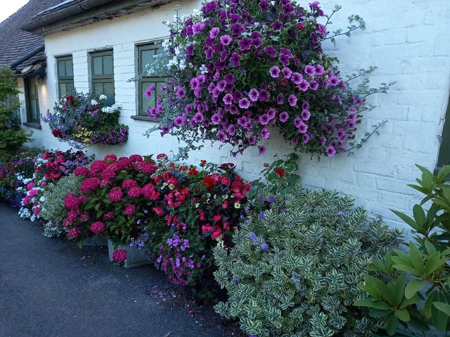 The George Inn Bloom